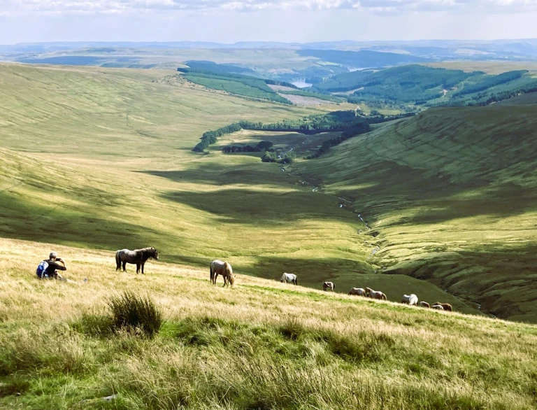Grüne hügelige Landschaft mit grasenden Ponys und einer Person im Gras, die ein Foto macht.