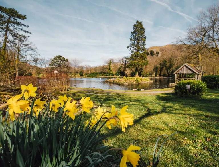 lake, trees, and wooden shelter, with daffodils in the foreground.