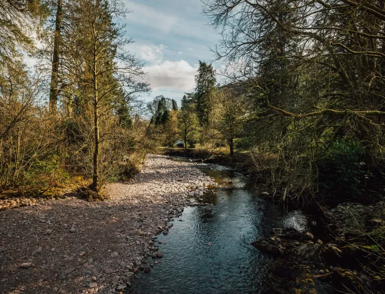 A shallow river by a pebbly shore in woodland.