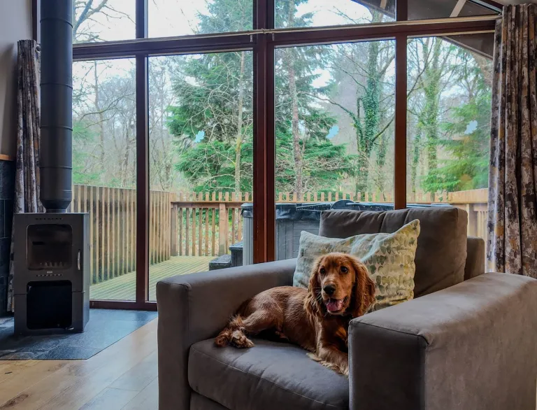 Dog on an armchair in a cosy Beddgelert forest lodge.