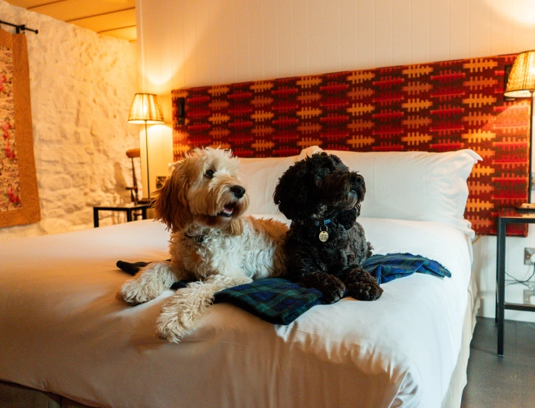 Two dogs relaxing on a large bed in a cosy, pet-friendly room at Grove of Narberth, Pembrokeshire. © Grove of Narberth.
