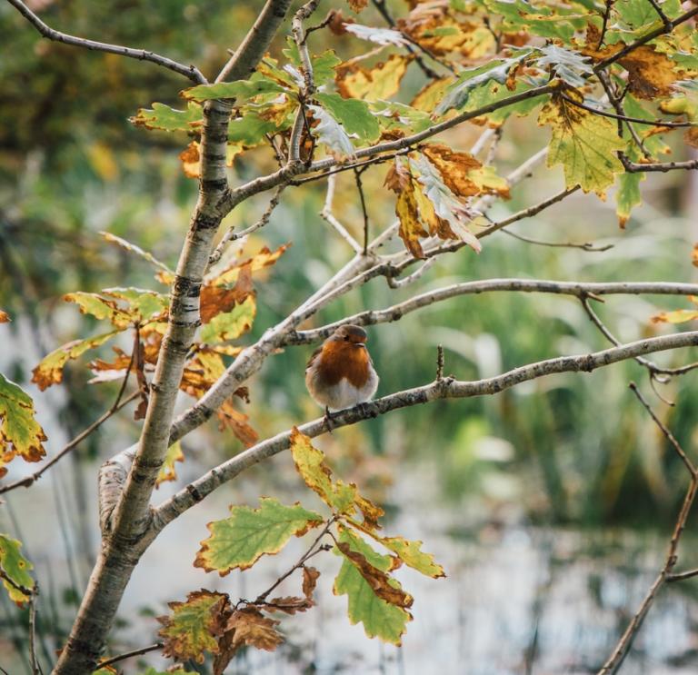Robin sat on the branch of an oak sapling in autumn.
