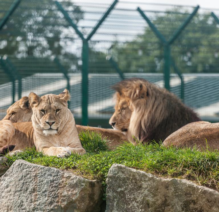 Four lions lying down at Folly Farm.