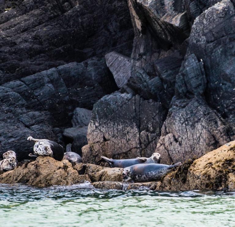 Seals resting on the rocks by the sea in Cardigan Bay.