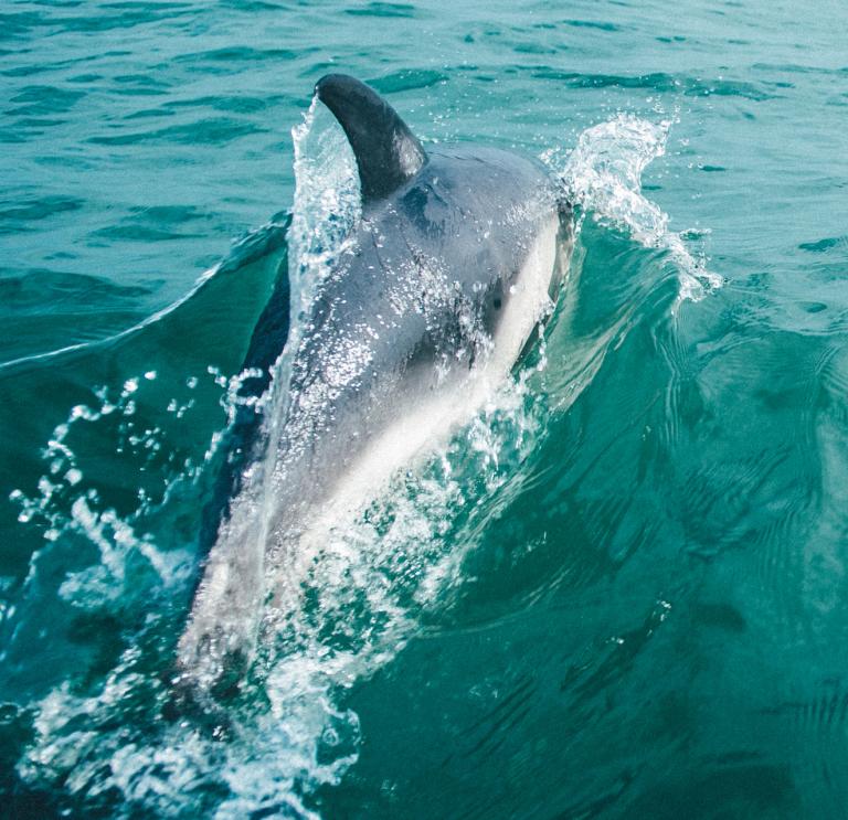 Dolphin & Seal Spotting, Cardigan Bay
