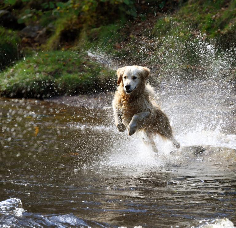 Golden retriever dog splashing through water on the Brecon waterfalls trail