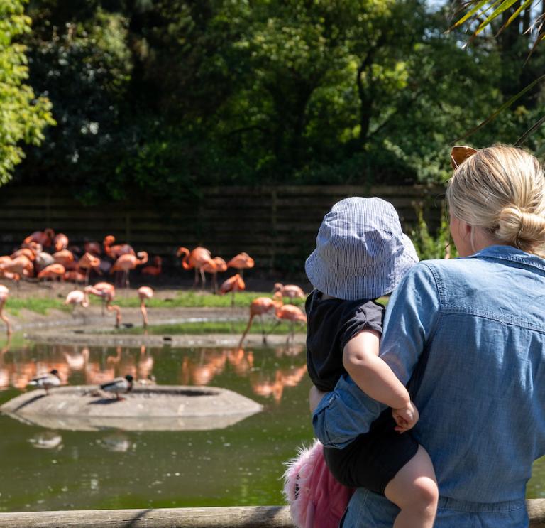 Mum and daughter watching the flamingos
