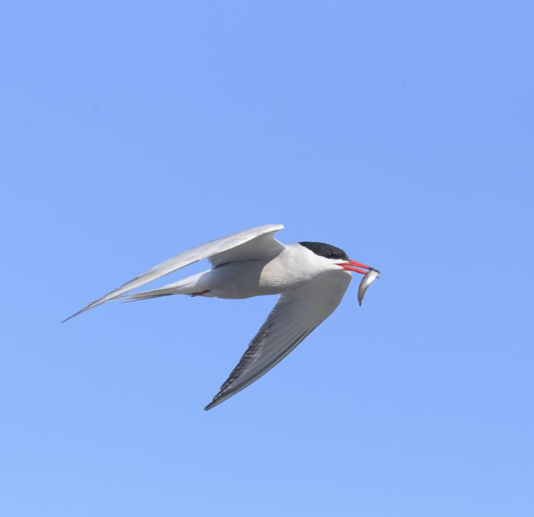 Atlantic tern with fish in its mouth in flight.