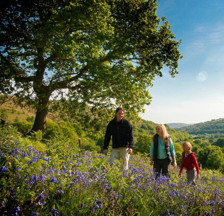 Young female walkers walking though a bluebell field.