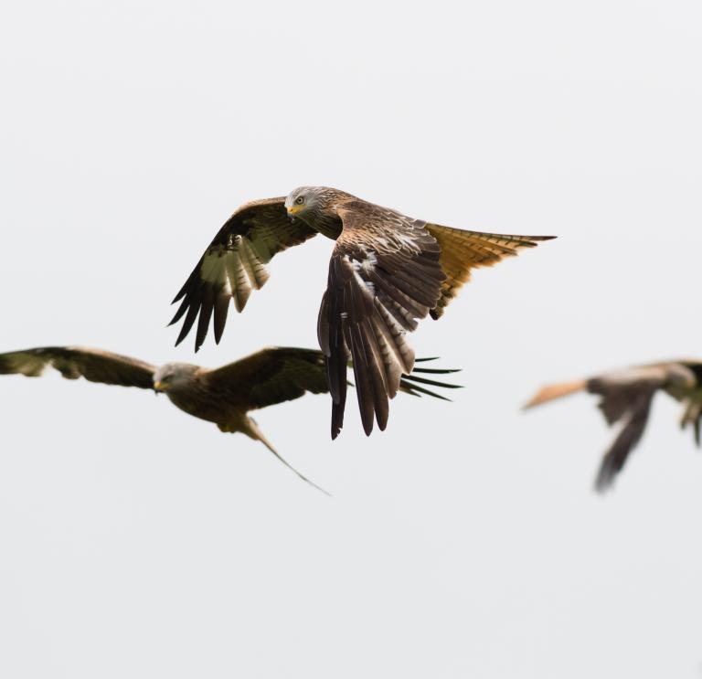 Three red kites flying in the air