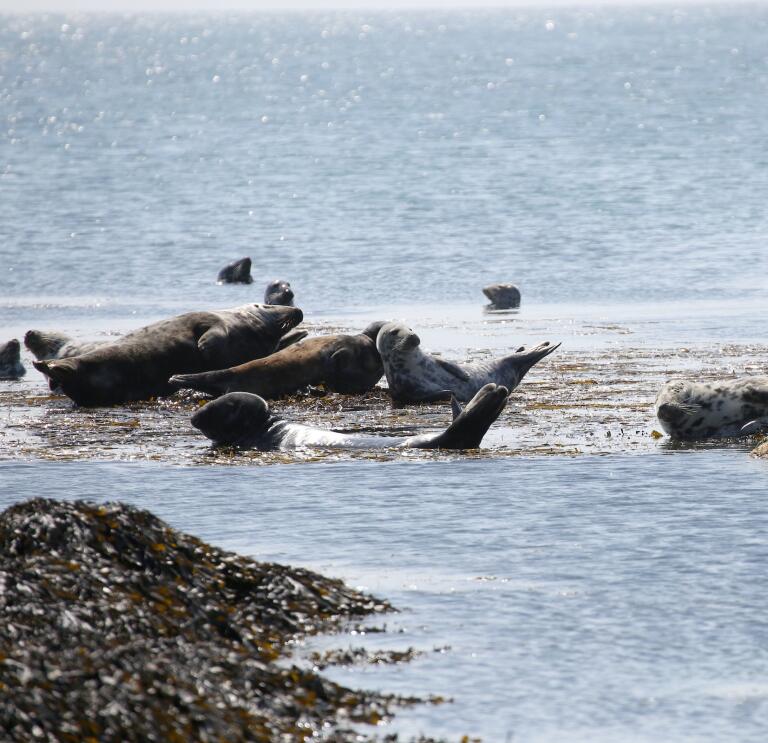 Seals in the sea around Bardsey Island, North Wales