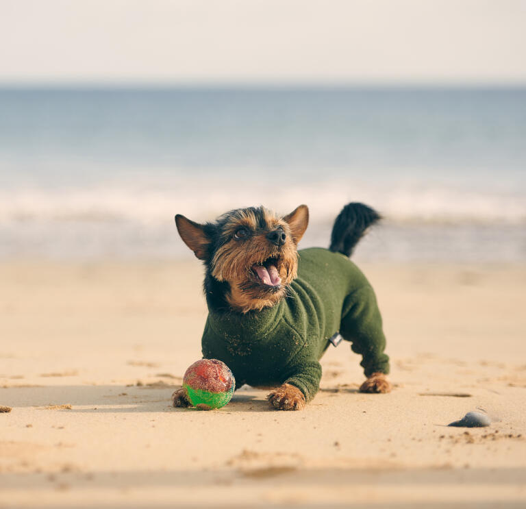 small dog in coat with ball on sandy beach.
