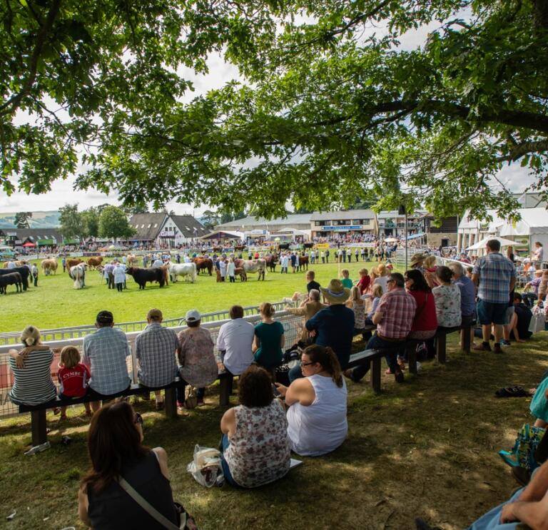 A crowd of people sitting on benches under a tree watching the Main Ring at The Royal Welsh Agricultural Show