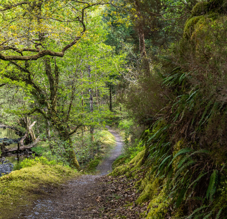 Ein Wanderweg entlang einer bewaldeten Schlucht mit Farnen, die auf einer Seite der Klippe wachsen.