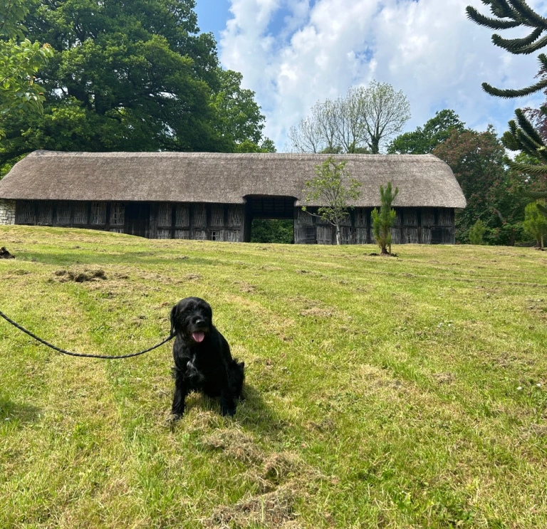 Explore Dog friendly Attractions In Wales Visit Wales explore-dog-friendly-attractions-in-wales-visit-wales