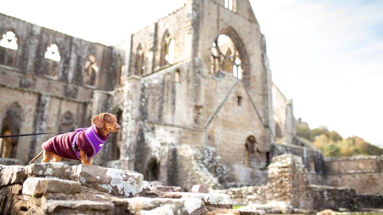 small dog stood on a wall with Tintern Abbey in the background