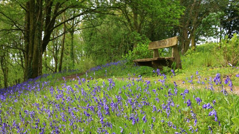 Bluebells in a wood with a bench nearby.