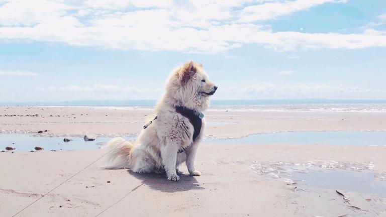 A large fluffy white dog on a sandy beach.
