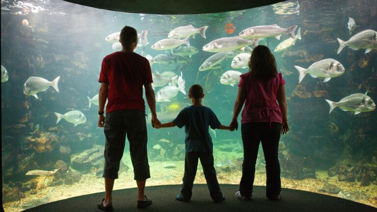 parents and child hold hands and peer into sea life aquarium tank.