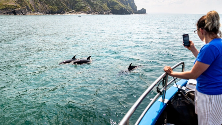 Eine Frau beobachtet Delfine vom Boot aus.