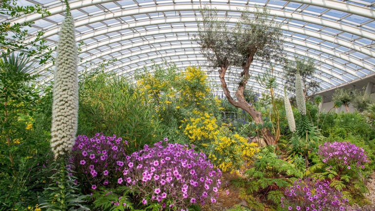 Colourful flowers and plants under a glass dome roof.