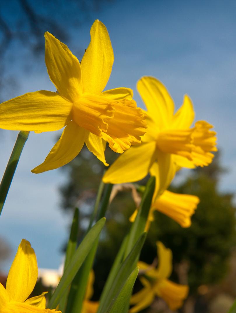 Daffodils in foreground with a blurred out building in the background.