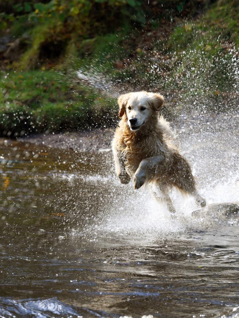 Golden retriever dog splashing through water on the Brecon waterfalls trail