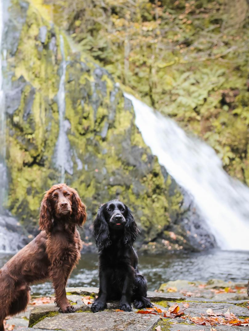holiday lets wales dog friendly