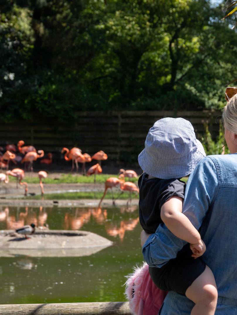 Mum and daughter watching the flamingos