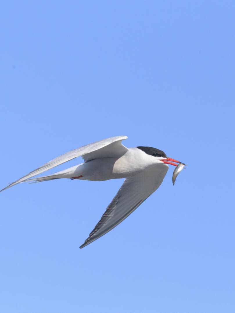 Atlantic tern with fish in its mouth in flight.