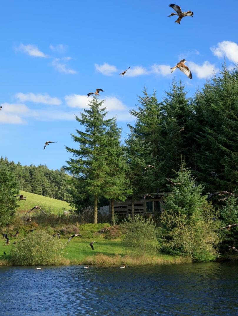 Red kites flying in blue sky above tall green green trees and lake, with wooden feeding ground. 