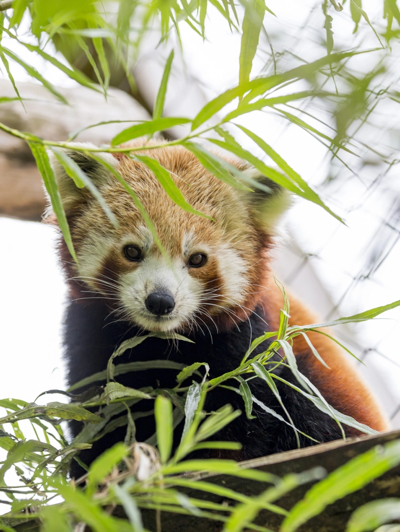 panda surrounded by leaves.