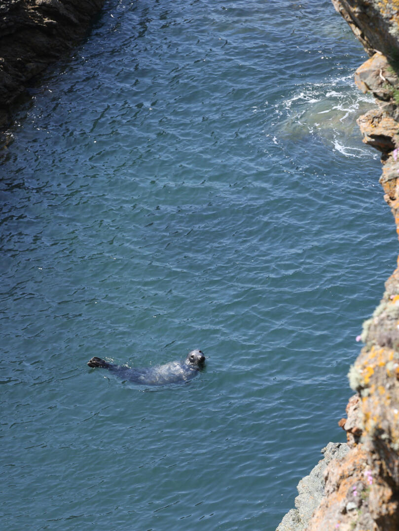 Seal in waters surrounding Bardsey Island, Gwynedd.