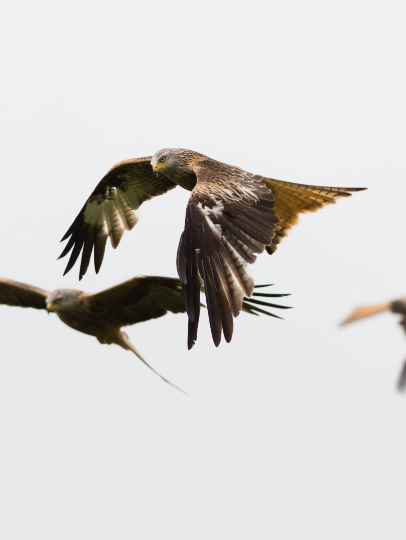 Three red kites flying in the air