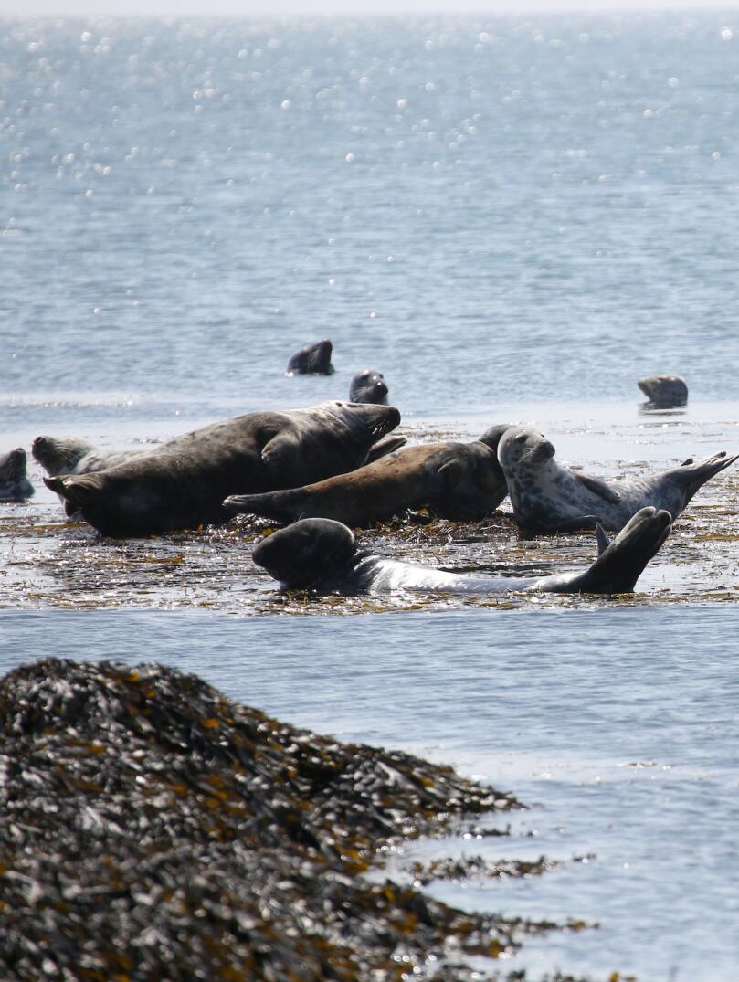 Seals in the sea around Bardsey Island, North Wales