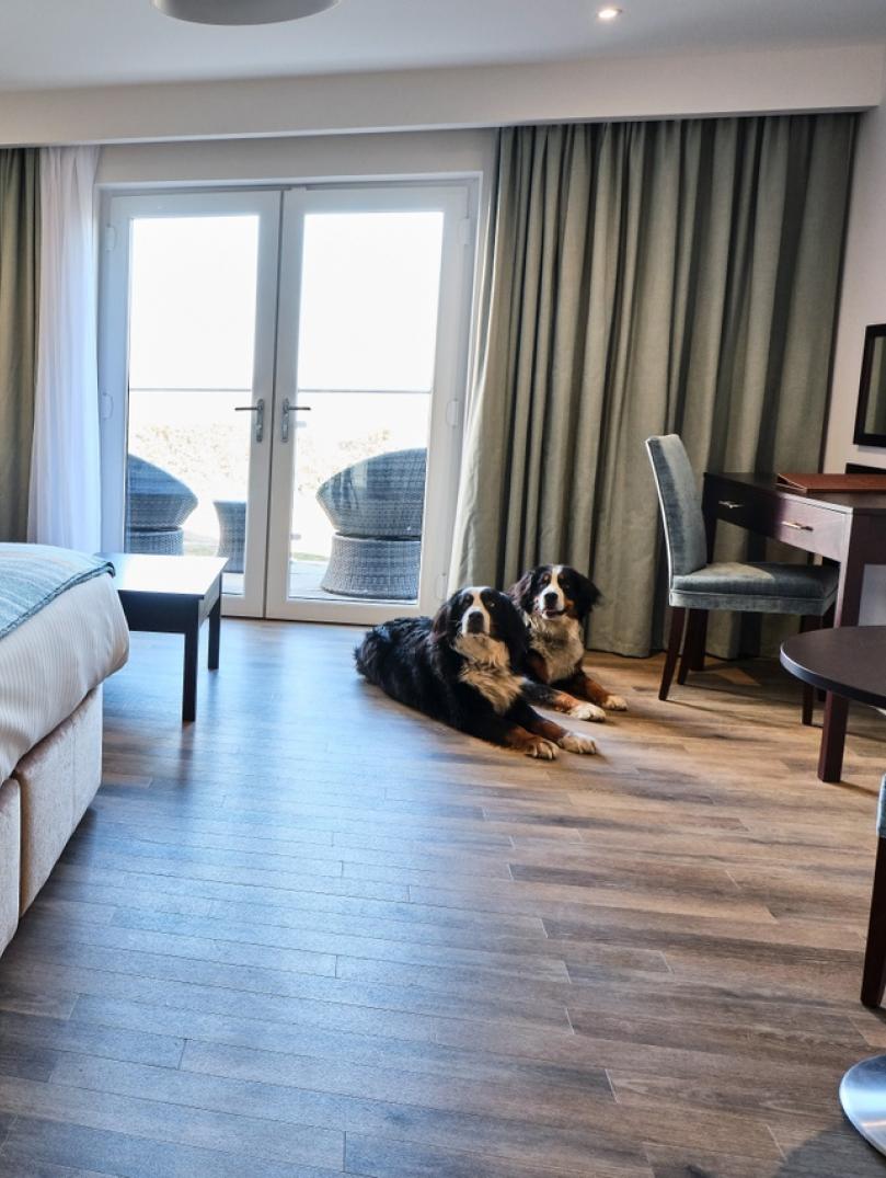 Dog friendly hotel room at Llanerch Vineyard