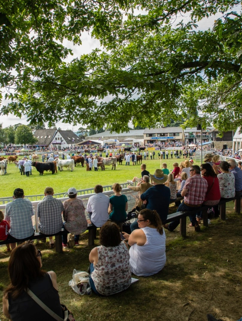 A crowd of people sitting on benches under a tree watching the Main Ring at The Royal Welsh Agricultural Show