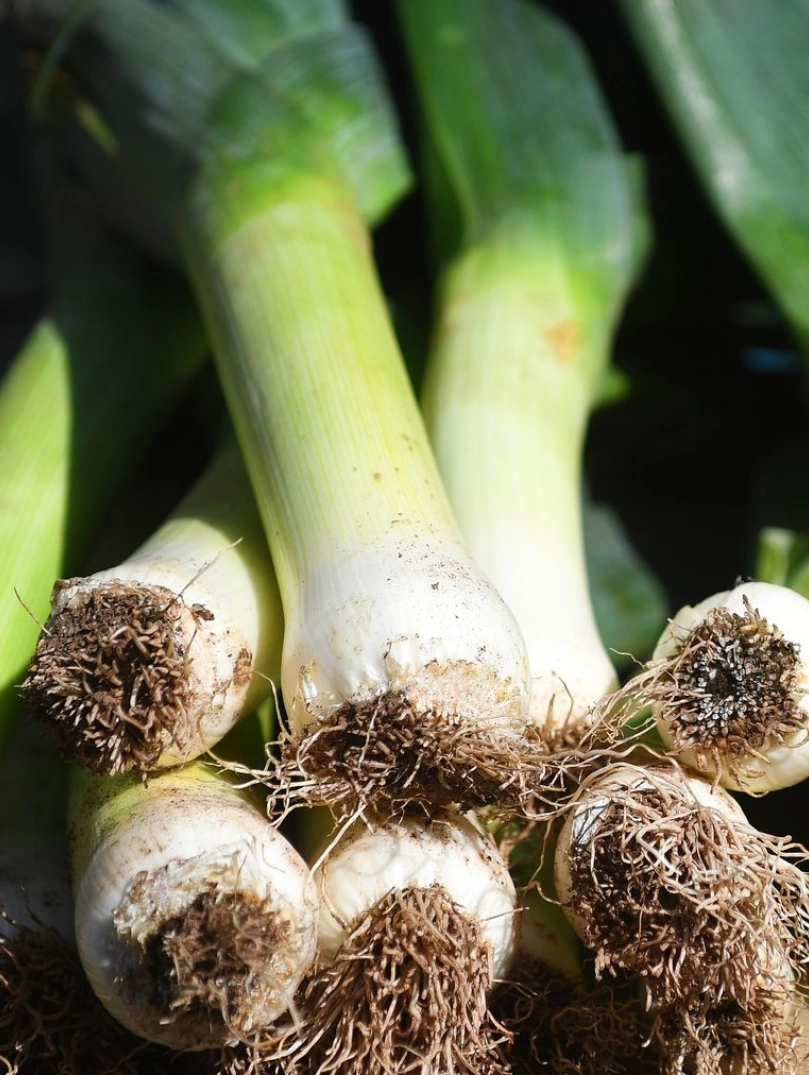 several leeks.