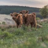 Friendly longhorn calves on upland grass