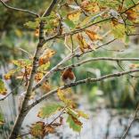 Ein Rotkehlchen im Herbst auf dem Ast einer Eiche.