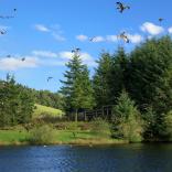 Red Kites flying over a lake