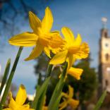 Daffodils in foreground with a blurred out building in the background.