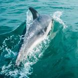 Dolphin & Seal Spotting, Cardigan Bay.