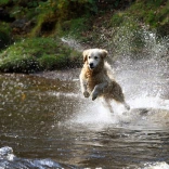 Golden retriever dog splashing through water on the Brecon waterfalls trail