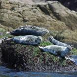 Robben vor der Küste Pembrokeshires