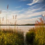 reeds looking through to a lake.
