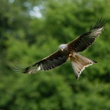 Red Kite in flight