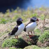 Two puffins on grassy ground.
