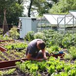 Gardener working in a garden with greenhouses and plants.