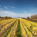 Ein weißes Haus am Ende eines langen Feldes mit Weinstöcken.